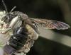Andrena sp.